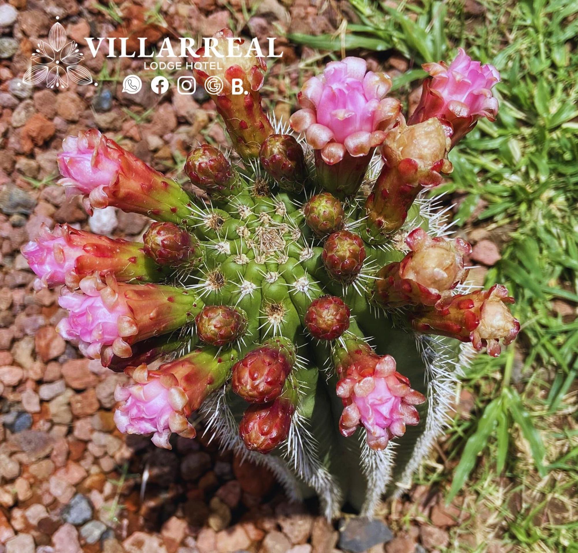 Villarreal Lodge Hotel Ecologico Totolapan ภายนอก รูปภาพ